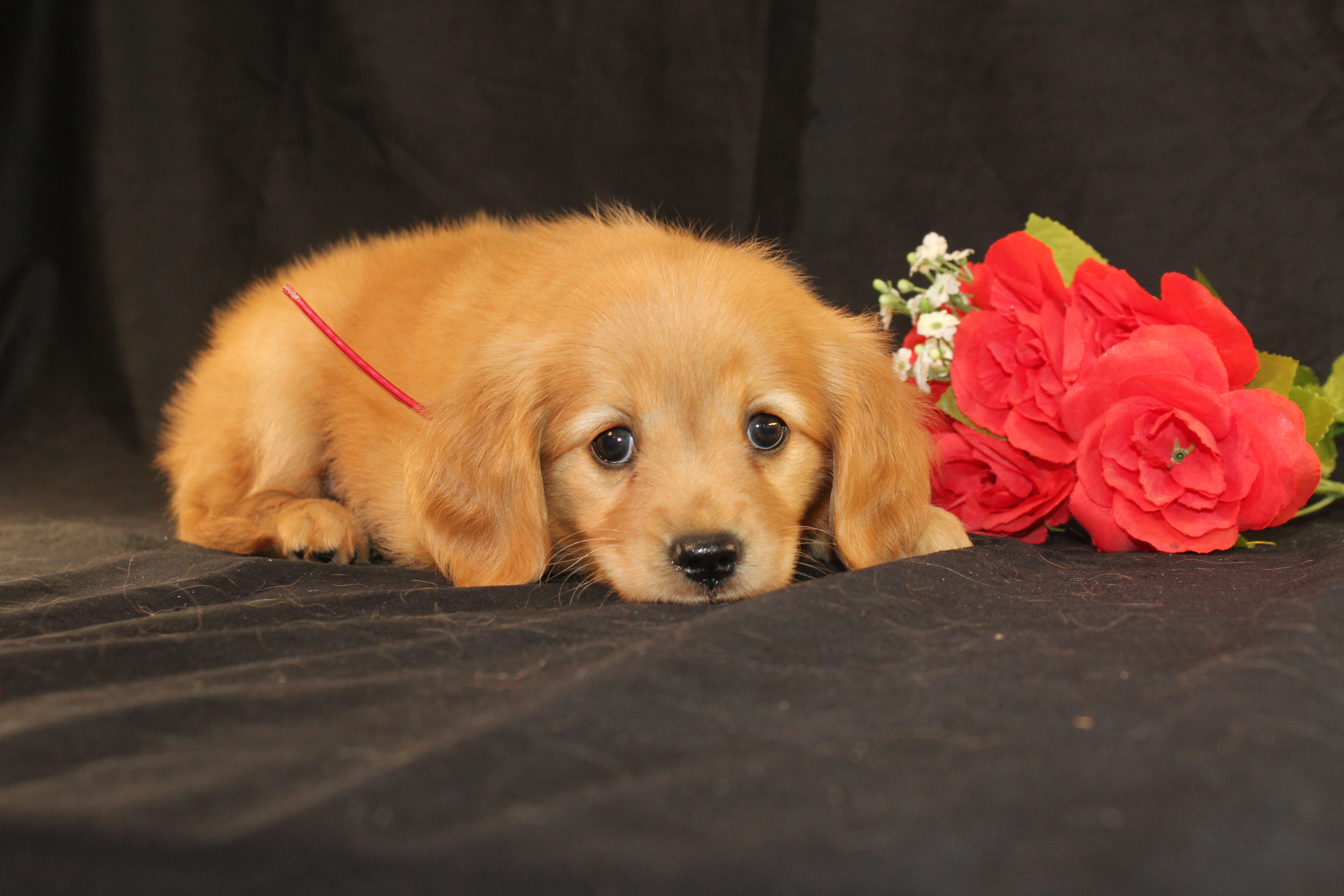 puppy, for, sale, Mini Golden Retriever, Ivan J. Stoltzfus, dog, breeder, Dornsife, PA, dog-breeder, puppy-for-sale, forsale, nearby, find, puppyfind, locator, puppylocator, aca